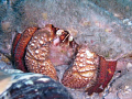   Hermit Crab. Taken Blue Heron Bridge West Palm Beach. Used Olympus Stylus 6000 housing no strobe Crab Beach ).  